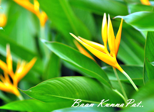 Baan Kunnapat Resort