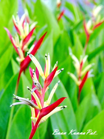 Baan Kunnapat Resort