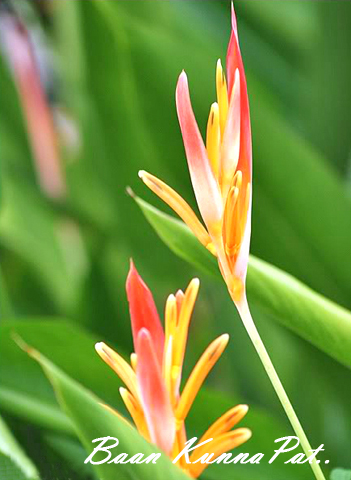 Baan Kunnapat Resort